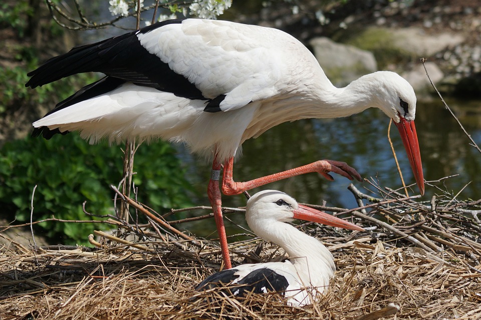 Stork på rede
